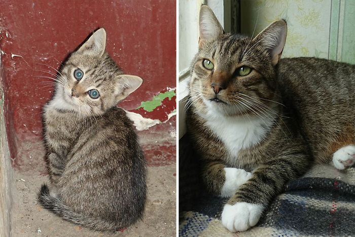 Tabby kitten growing into an adult cat, showing stages of development.
