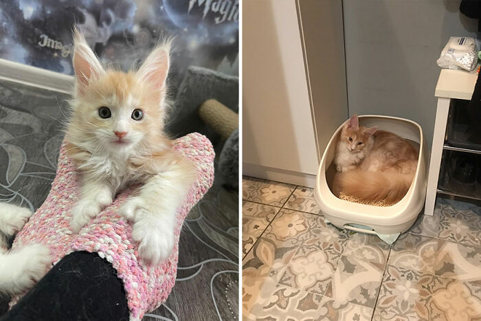 Fluffy kitten on pink slippers, then grown cat lounging in a container, illustrating "cat grows" transformation.