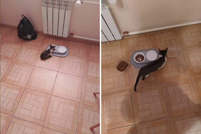 Kitten grows into cat: two images showing a small kitten and then a fully grown cat by a food bowl on a tiled floor.