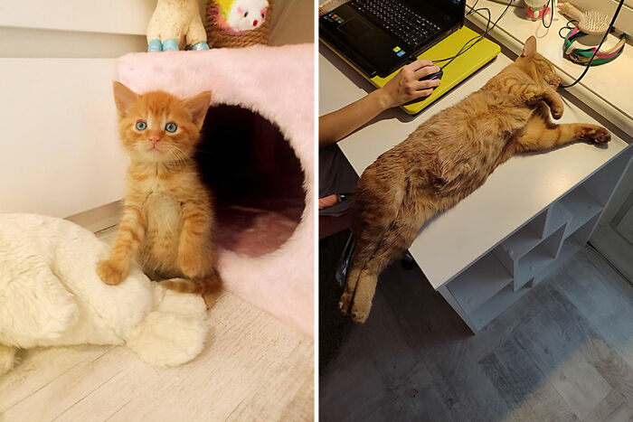 Orange kitten growing into a cat, seen first sitting by a pink bed and then lying stretched out on a desk near a keyboard.