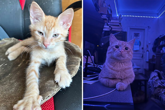 Two photos show a cat growing from a kitten. The left is a young kitten, and the right is a grown cat in a dimly lit room.