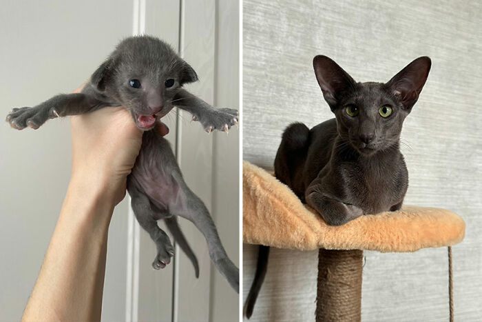 "Cat grows from a tiny kitten held in hand to a sleek cat lounging on a perch."
