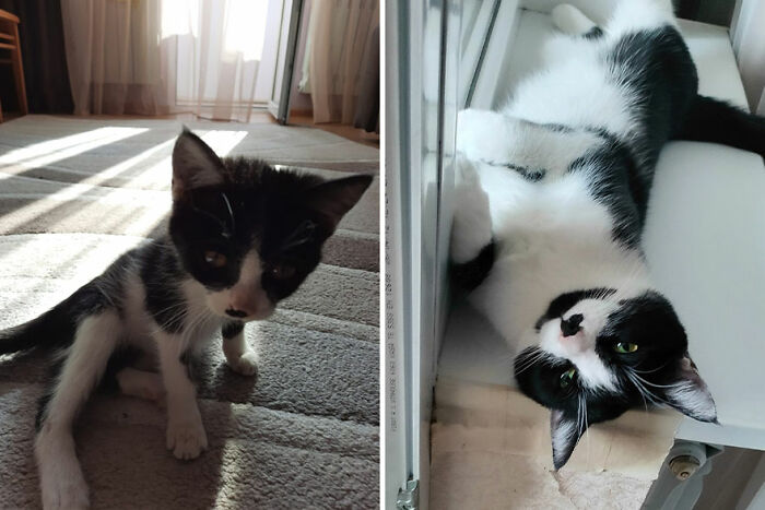 Black and white kitten growing into a playful cat, lounging by the window in two side-by-side photos.