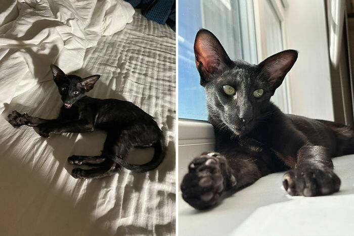 Two black cats growing, one as a playful kitten on a bed, and the other as a relaxed adult by a window.