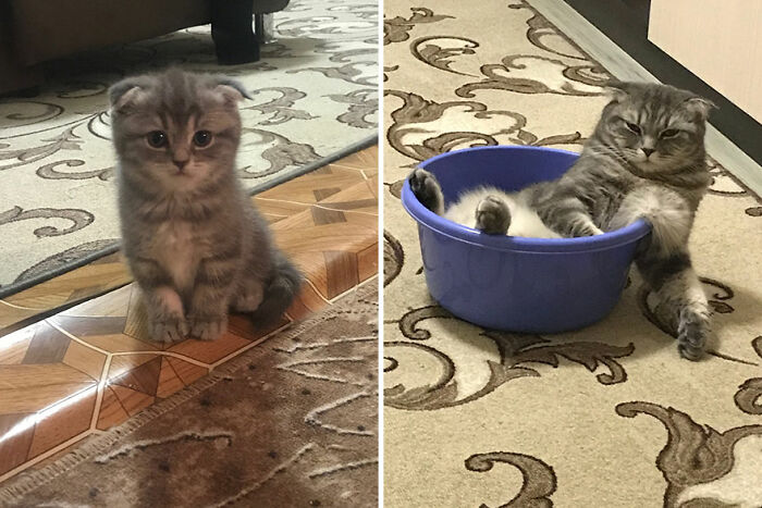 Kitten grows into a relaxed cat, first sitting on the floor, then lounging in a blue bowl on a patterned carpet.