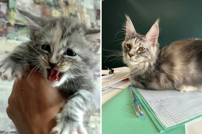 Kitten growing into a cat, shown side by side; one image as a kitten, the other as a mature cat on papers.
