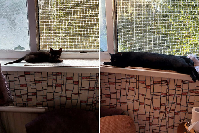 Kitten growing into a cat on a windowsill, shown in two side-by-side photos.