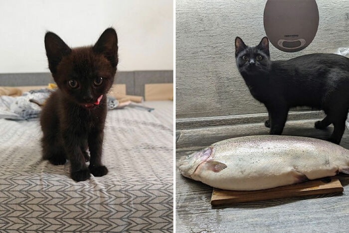 Kitten grows into a cat, shown in a side-by-side comparison with a kitten on a bed and an adult cat near a large fish.