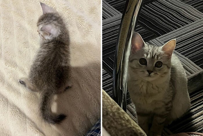 Kitten growing into a cat, shown as a tiny kitten and then as a mature cat, sitting on a patterned rug.