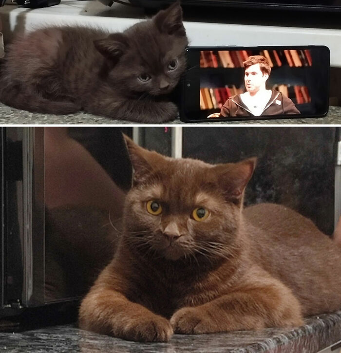 Brown kitten grows into a fluffy cat, shown in two stages on a kitchen counter.