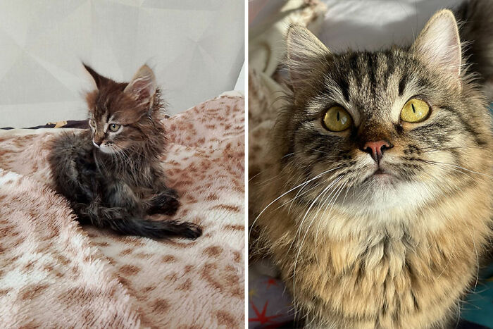 Kitten grows into a fluffy cat, shown in side-by-side images on a soft blanket.