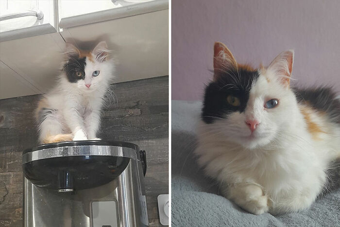 Kitten growing into a cat; on the left as a small kitten on a kitchen appliance, on the right as a grown cat lounging.
