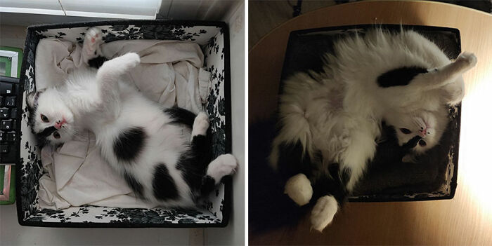 Kitten growing into a cat, lying in a box, showing its playful nature.