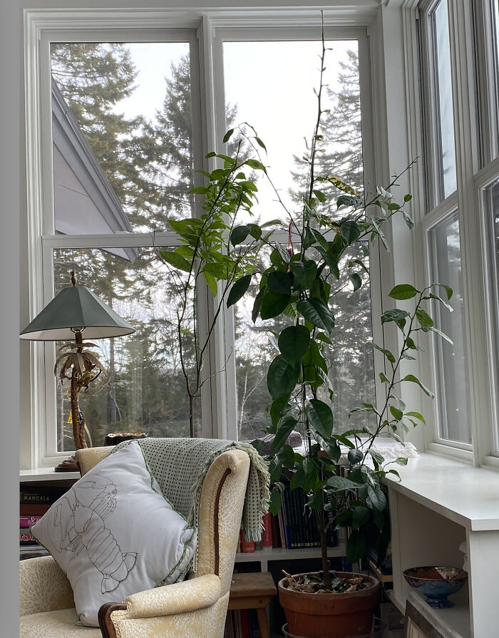Orange Trees I Started From Pips! The One On The Left Lost All It's Leaves In The Move From Ct To Maine, They Are Coming Back. The One On The Right Lost A Few, I'm Not Worried. I Started Them 10 Years Ago, I'm Hoping With More Light, Maybe They'll Produce At Least Flowers?