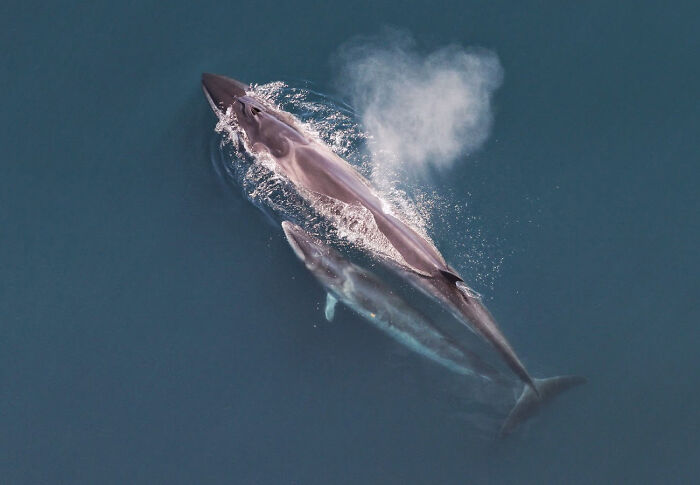 Two large underwater creatures, fin whales, swimming in the ocean, one exhaling a spout of water.
