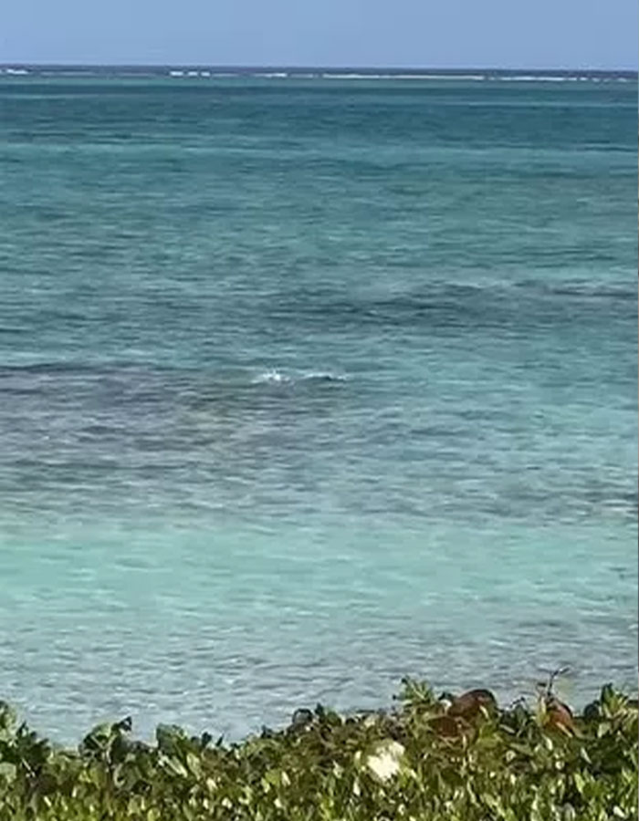 Calm ocean water scene with a distant view of the sea and green foliage in the foreground. Calm ocean water scene with a distant view of the sea and green foliage in the foreground.