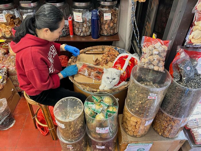 Woman in a red hoodie packing herbs in a shop with a white cat resting nearby. Cats in cities theme.