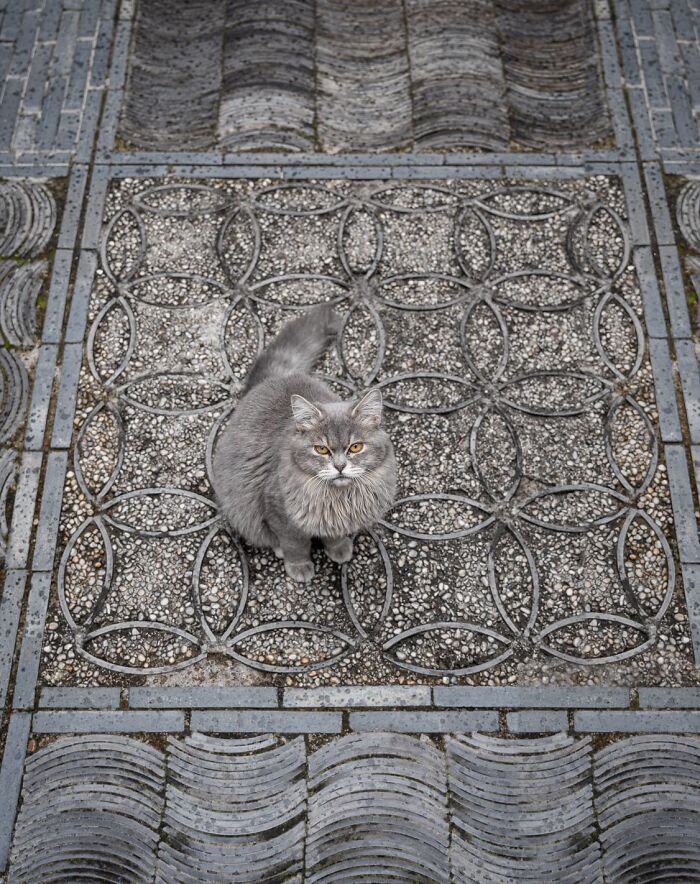 Gray cat sitting on ornate urban pavement, showcasing the beauty of cats in cities.