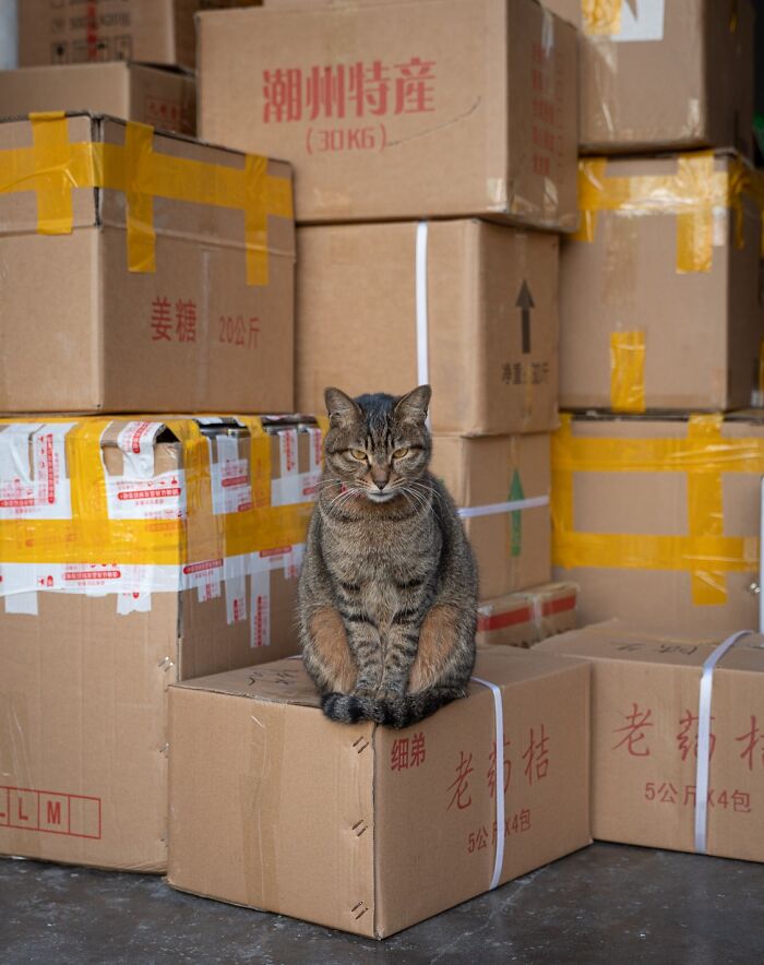 Cat sitting on cardboard boxes in an urban setting, captured by Marcel Heijnen.