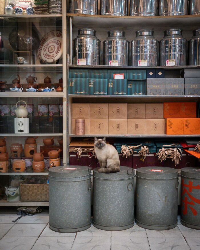 Cat sitting on a metal canister in a city shop, surrounded by tea tins and pottery.