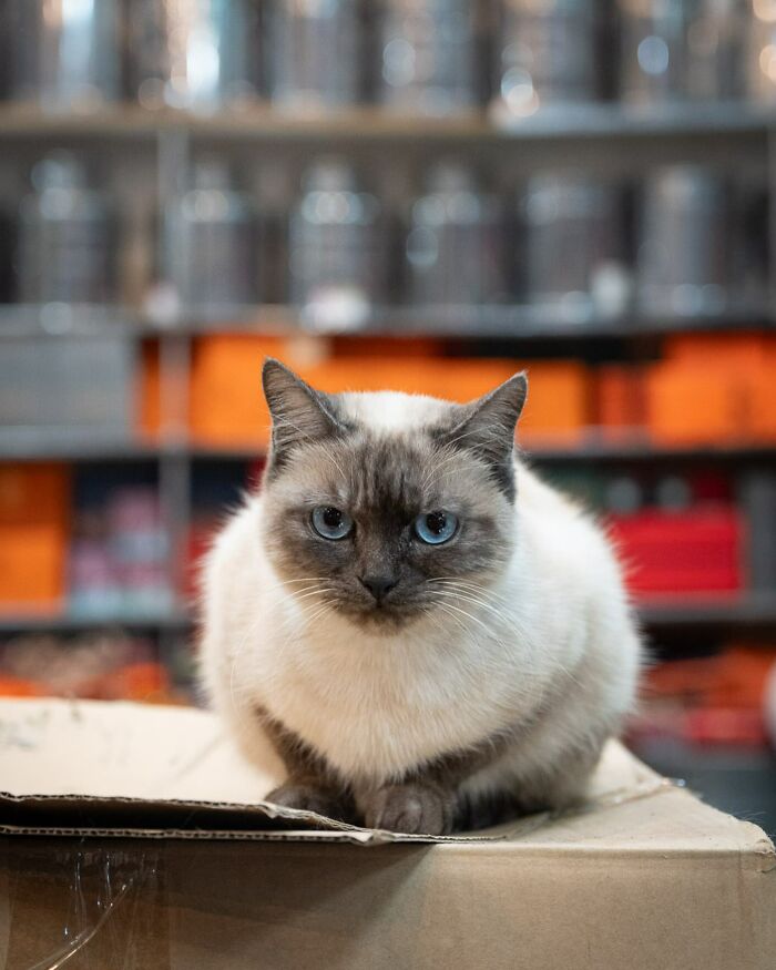 City cat with blue eyes sitting on a cardboard box, surrounded by blurred urban store background.