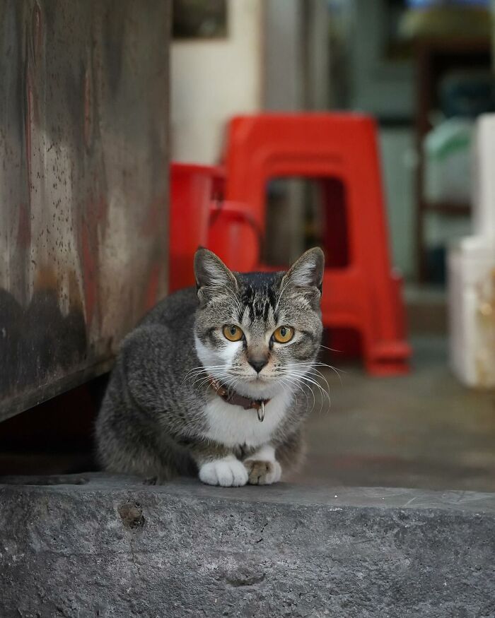 City cat sitting on a stone ledge with red stools in the background, captured by Marcel Heijnen.