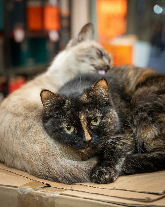 City cats lounging on a cardboard box, one cleaning the other, captured in a cozy urban setting.