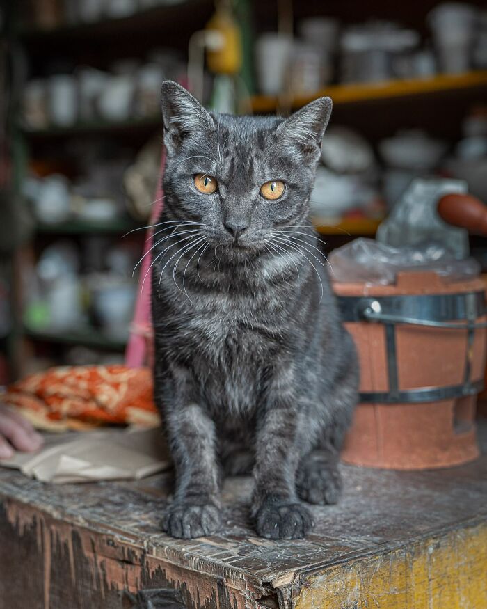 Gray cat with bright eyes sitting on a weathered wooden table in a cozy urban setting.