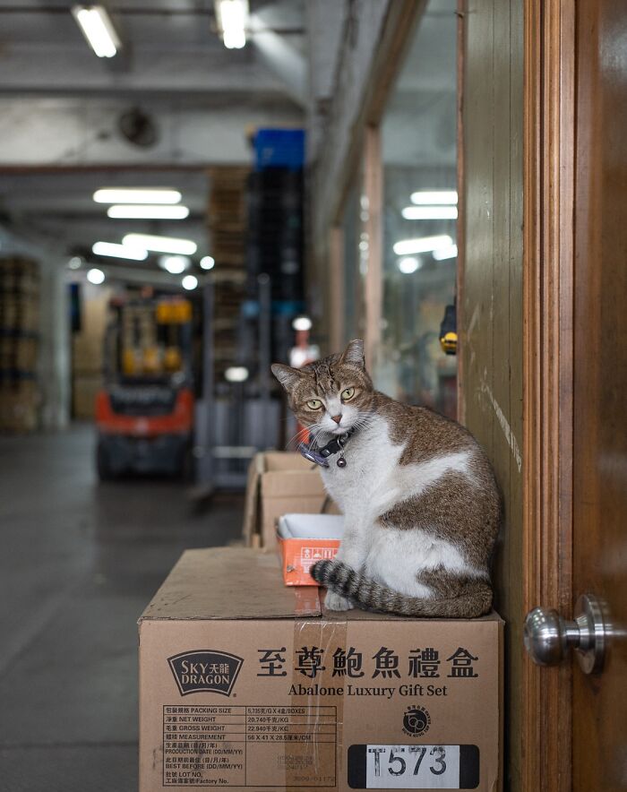 City cat in a warehouse sitting on boxes, captured by Marcel Heijnen.