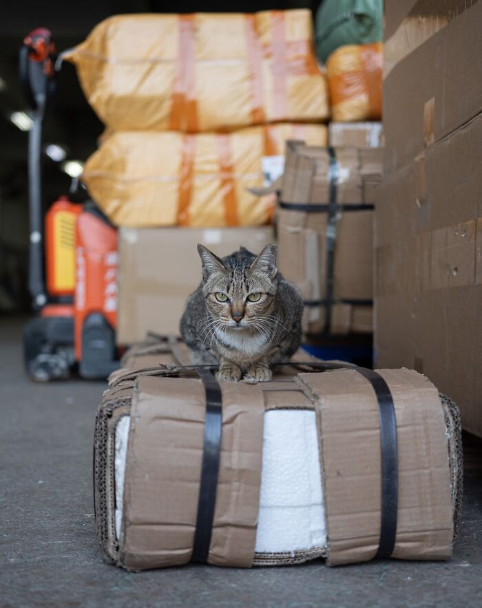 City cat sitting on a package in an urban warehouse setting.