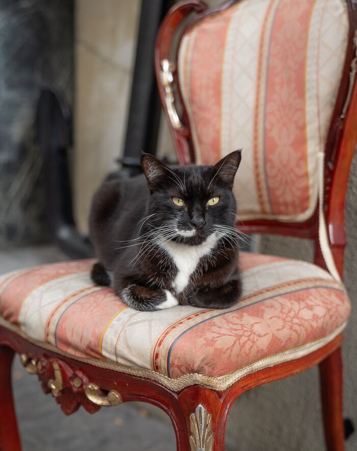 City cat lounging on a patterned vintage chair, captured in a serene moment by Marcel Heijnen.