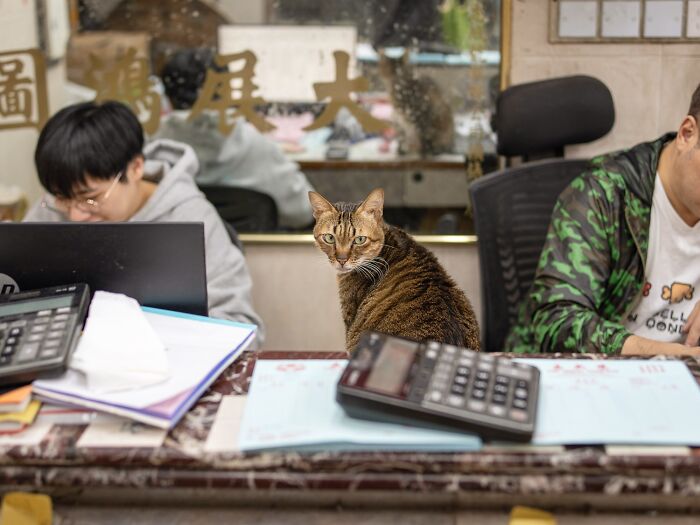 Cat sitting on a counter in an office with people working, captured by Marcel Heijnen.