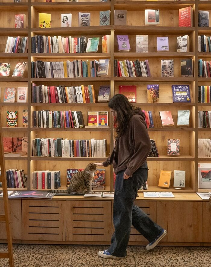 Person in a bookstore petting a cat on a shelf with many books in a city setting.