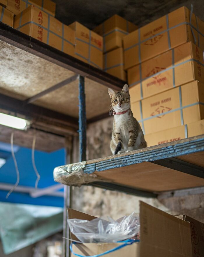 Cat perched on a high shelf in an urban setting, surrounded by boxes, captured by Marcel Heijnen.