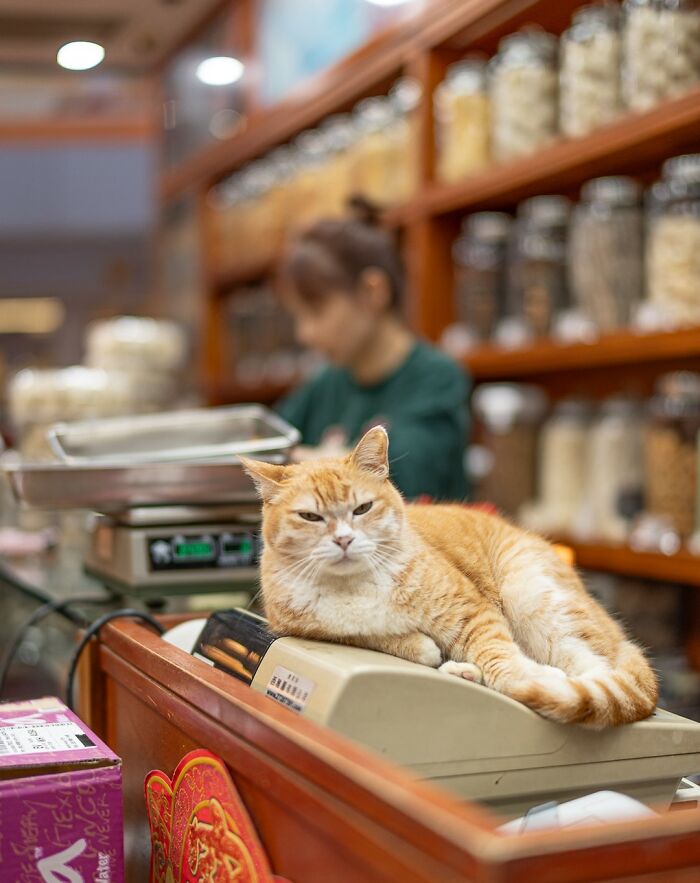 Cat lounging on a counter in a city shop, surrounded by jars, with a blurred worker in the background.