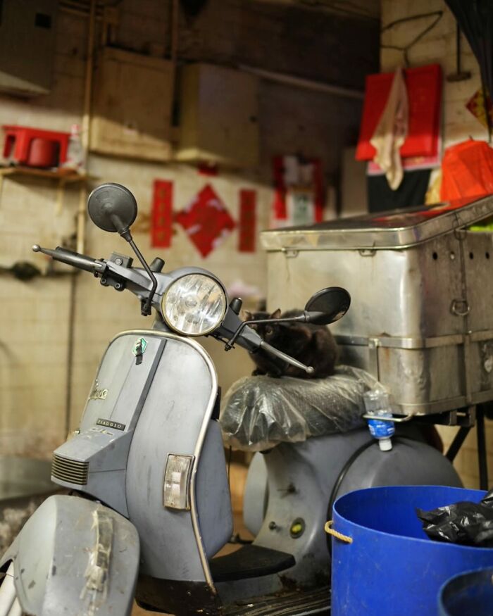 Black cat on a scooter seat in an urban setting, captured in a city environment.