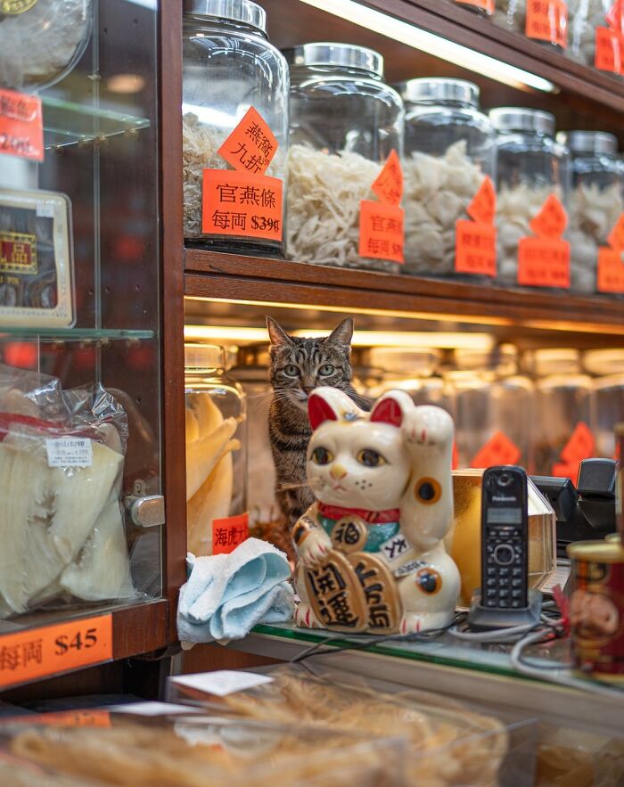 Cat in a city shop surrounded by jars and a lucky cat figurine, captured by Marcel Heijnen.