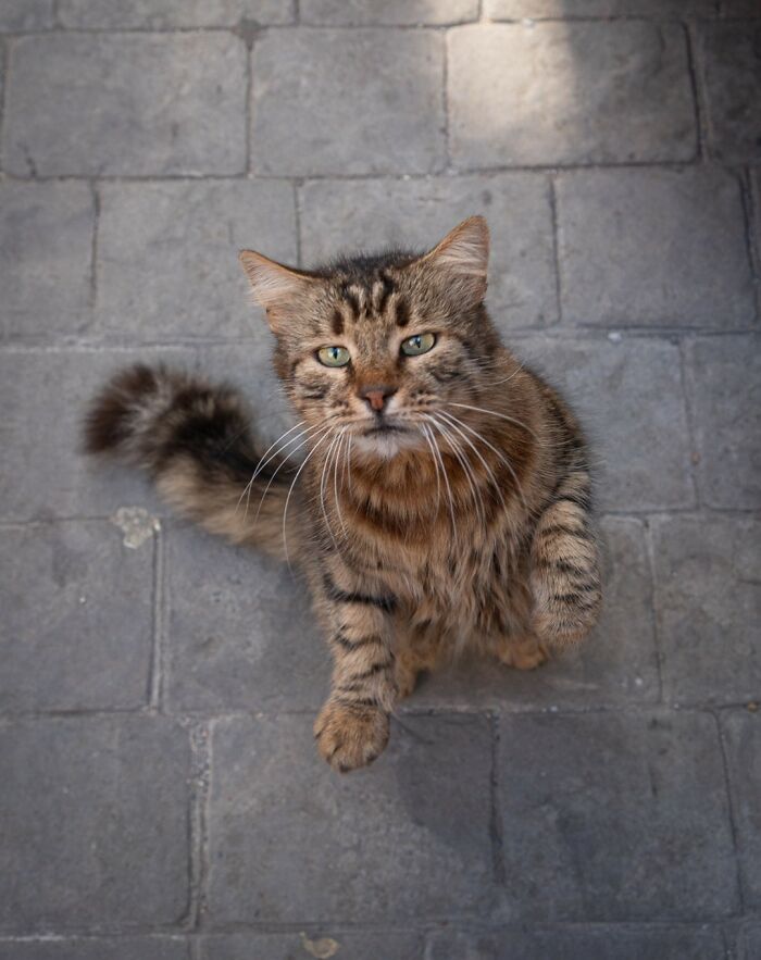 Cat with fluffy fur standing on a paved street, captured by Marcel Heijnen.