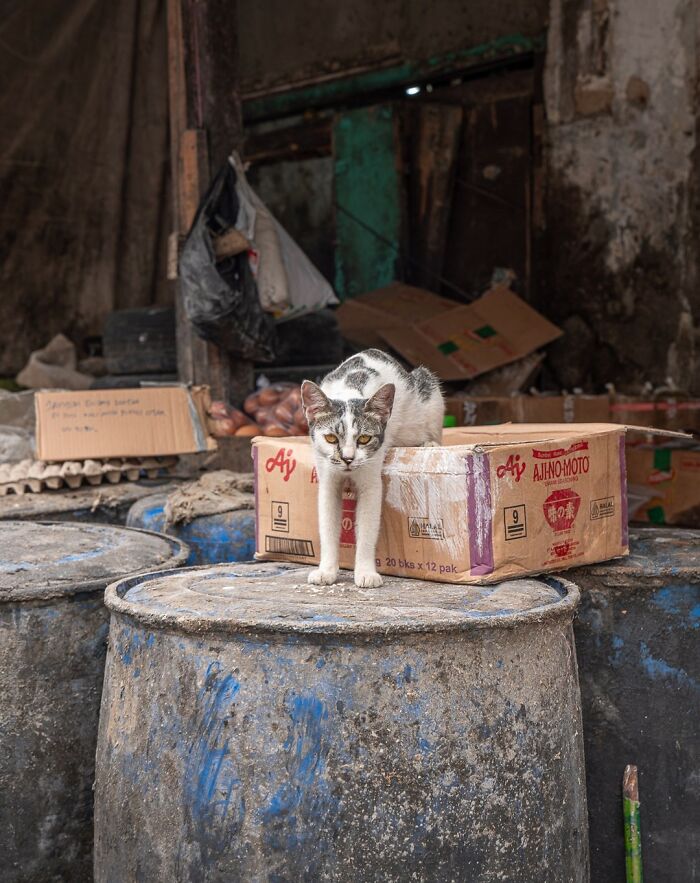 City cat standing on a cardboard box in an urban setting, surrounded by barrels and rustic décor.