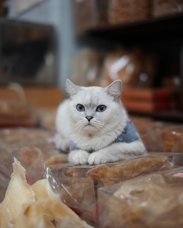 Cat sitting among market goods, captured by Marcel Heijnen in an urban setting.