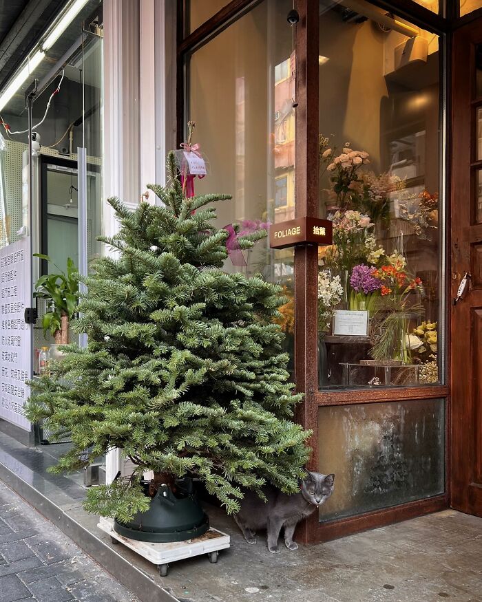 Gray cat peering from behind a Christmas tree outside a flower shop in a city, captured by Marcel Heijnen.