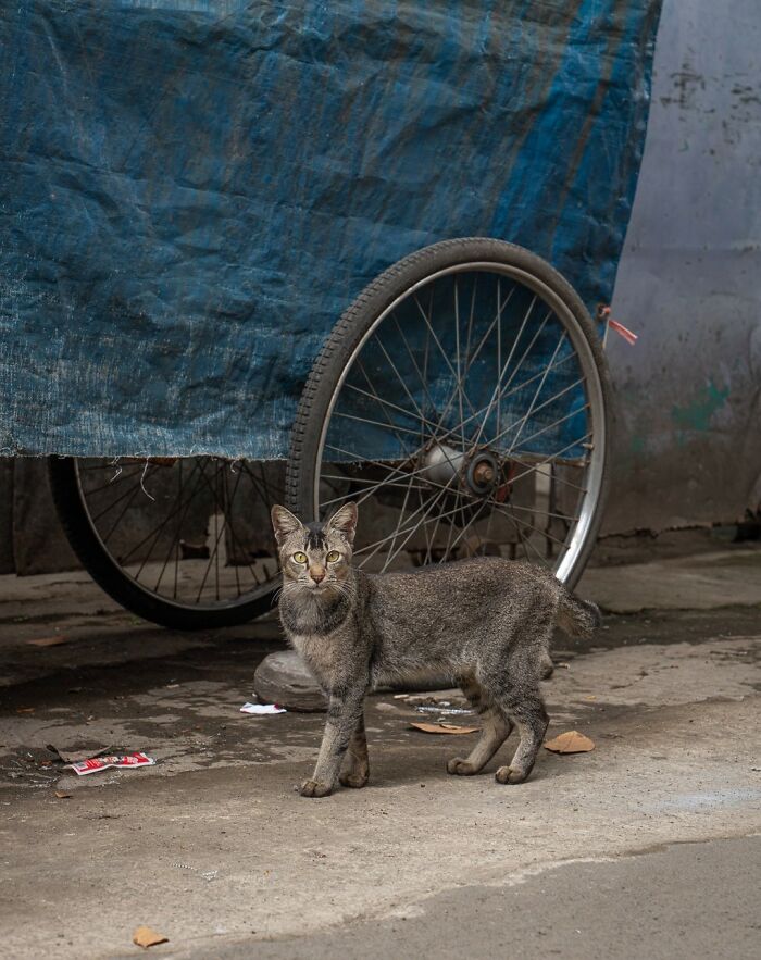 Street cat standing by a cart wheel, captured in a city scene by Marcel Heijnen.