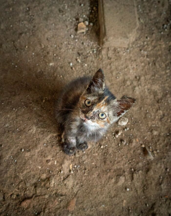 Tortoiseshell kitten sitting on sandy ground, eyes wide open, in a city captured by Marcel Heijnen.