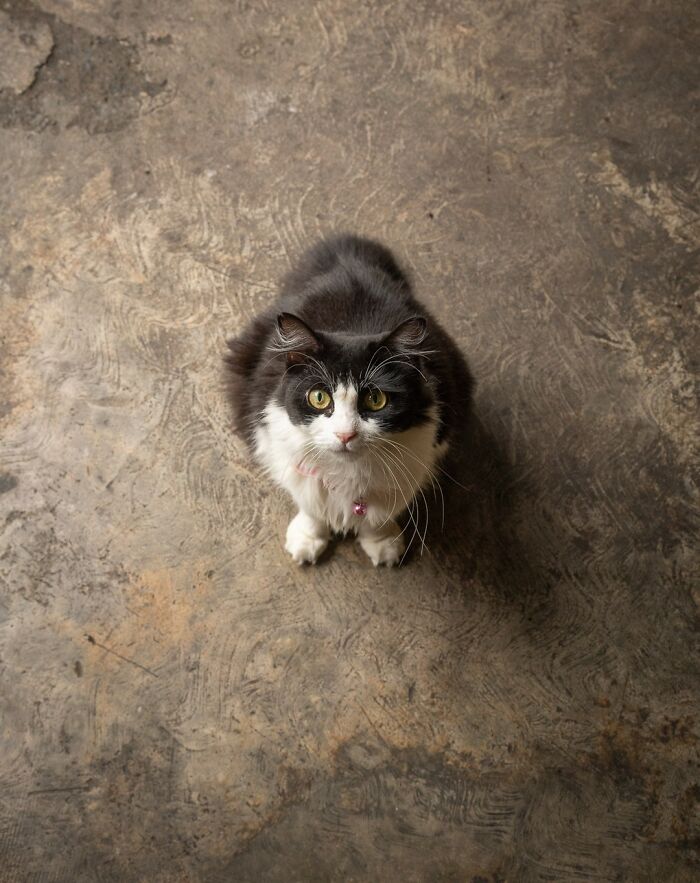 Cat on textured floor in a city, captured by Marcel Heijnen.