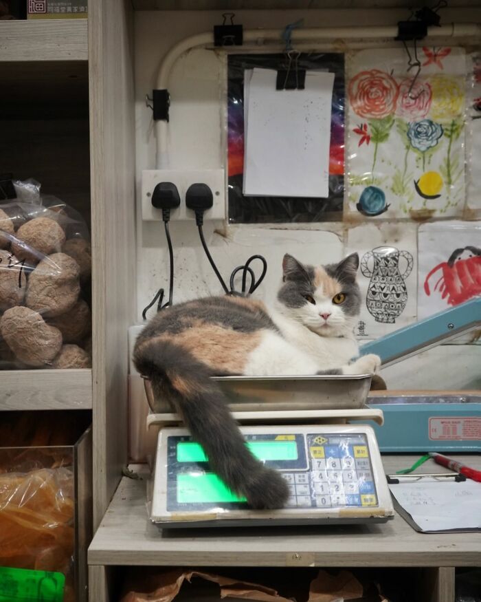 Cat lounging on a shop scale with colorful drawings in the background, illustrating urban feline life.