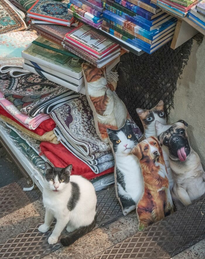 Cat sitting beside pillows with animal prints near books and rugs in an urban setting.