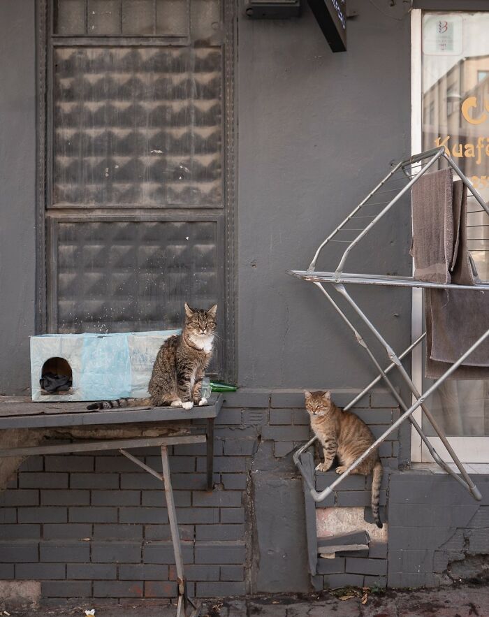 Urban cats in a city scene, captured by Marcel Heijnen, with a grey wall and drying rack in the background.