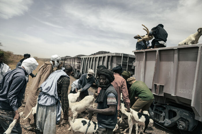 Shepherds Load Their Livestock Atop The Iron Ore Train