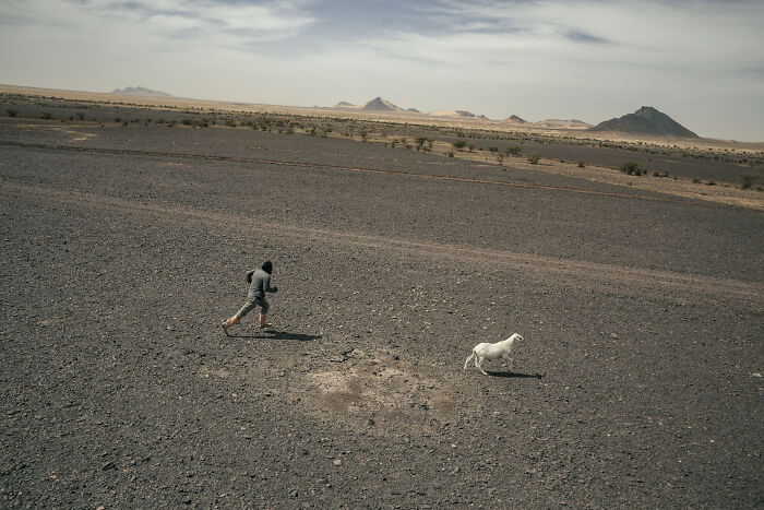 As The Train Makes A Short Stop, Some Sheep Jump Off The Train And Try To Escape. The Shepherd Chases The Sheep And Finally Catches It
