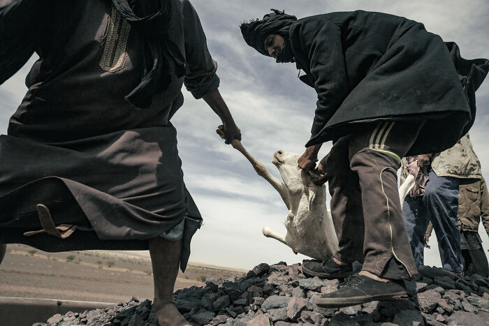 A Runaway Goat Is Being Dragged By The Shepherds Back On Top Of The Train